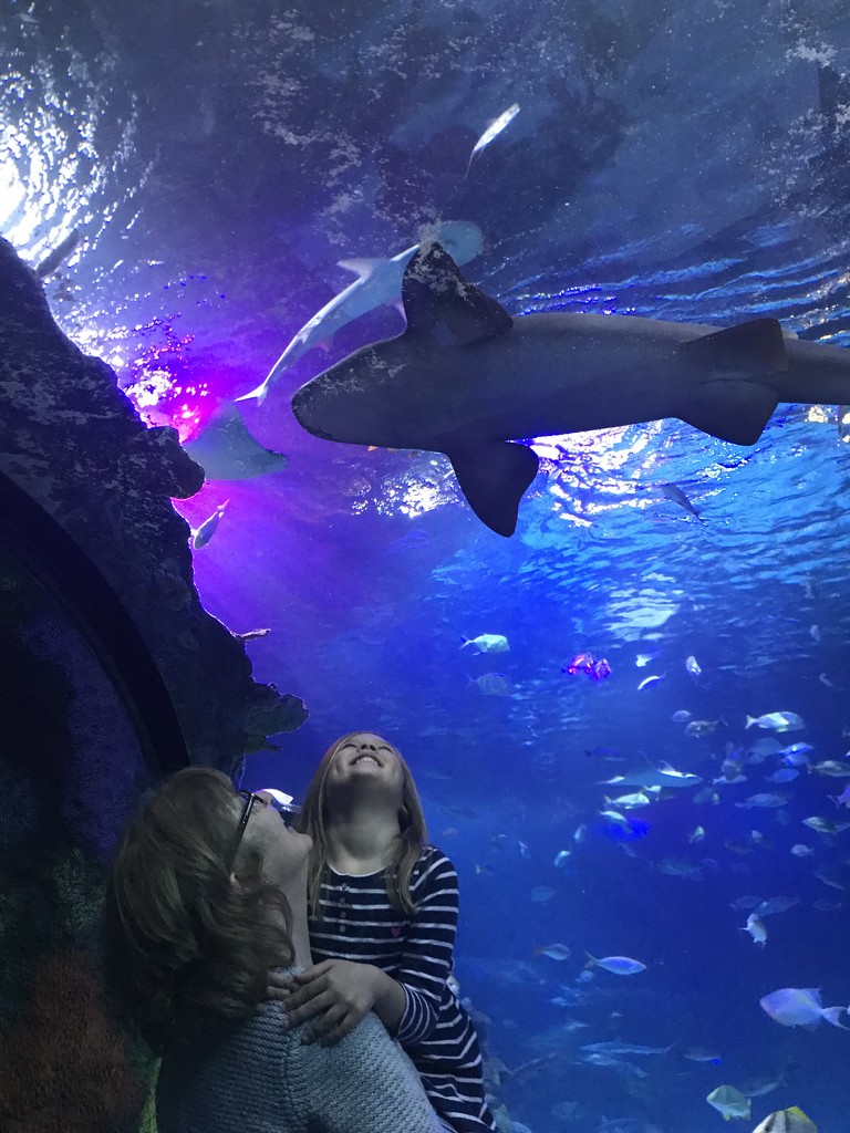 Shark tank with my granddaughter  by dridsdale