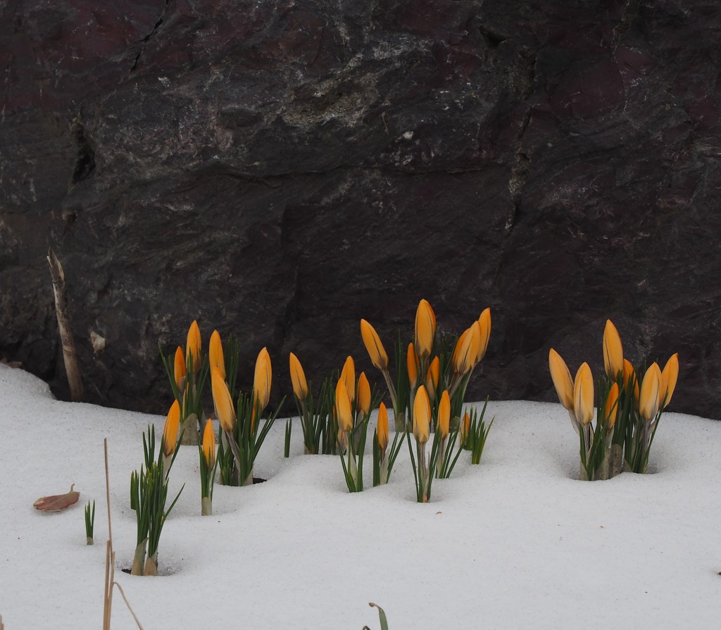 These Say "Spring!" by selkie