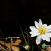 Bloodroot by francoise