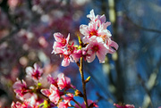 15th Apr 2018 - Cherry Blossoms