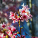Cherry Blossoms by jaybutterfield