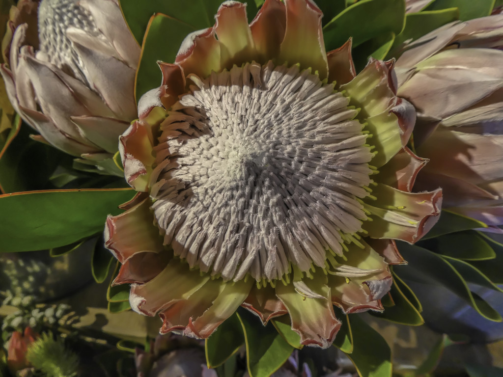 A King Protea .... by ludwigsdiana