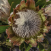 A King Protea .... by ludwigsdiana