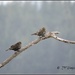Pecking Order. by soylentgreenpics