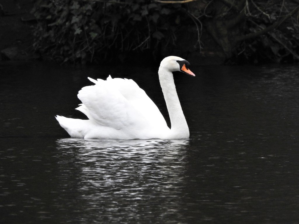 Swan in the Park by oldjosh