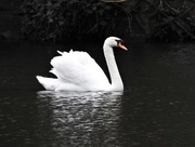 17th Apr 2018 - Swan in the Park