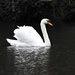 Swan in the Park by oldjosh