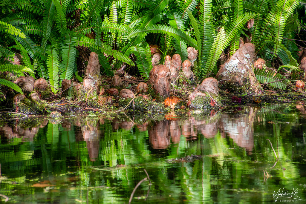 Swamp Cyprus Reflections by yorkshirekiwi