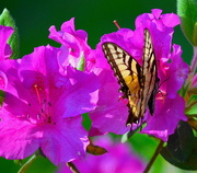 19th Apr 2018 - Eastern Tiger Swallowtail butterfly