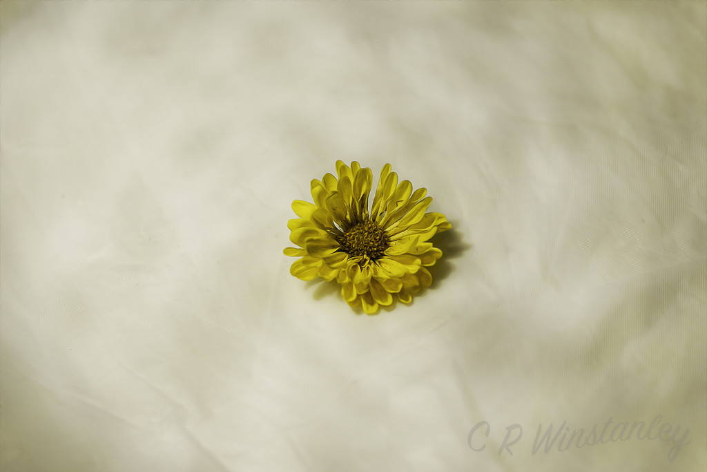 Single Yellow Flower by kipper1951