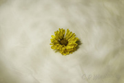 19th Apr 2018 - Single Yellow Flower