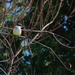 Kingfisher in the tree by kiwinanna