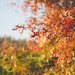 autumn by ulla