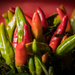 Chilli Peppers by billyboy