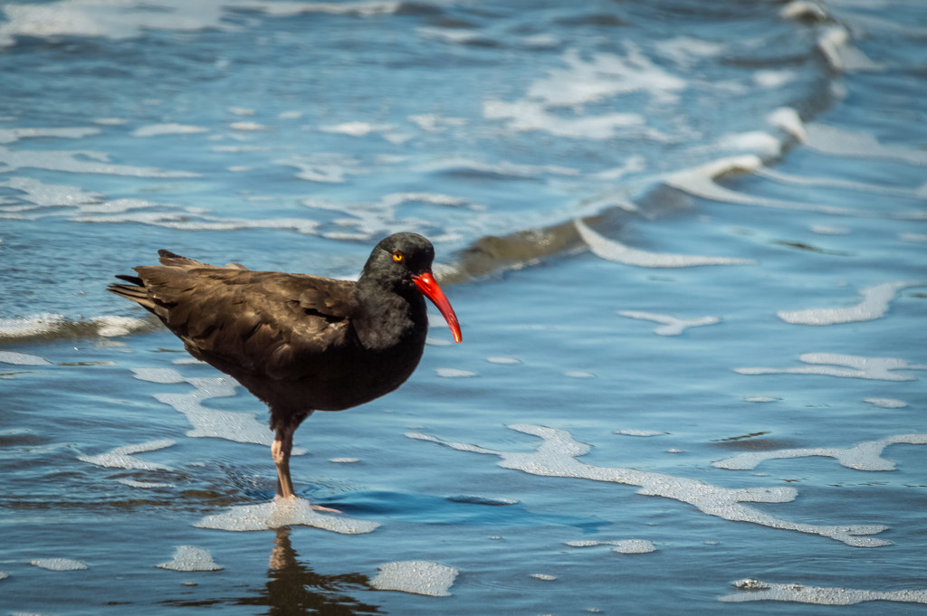 Oyster Catcher by 365karly1