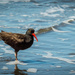 Oyster Catcher by 365karly1