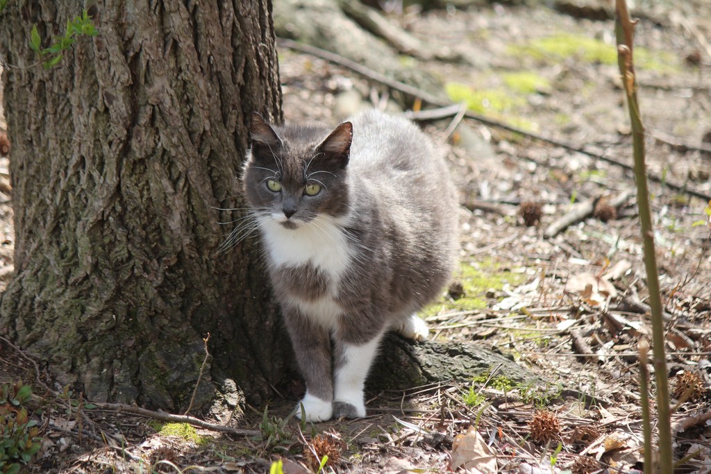 Our ever present neighbor cat. by essiesue