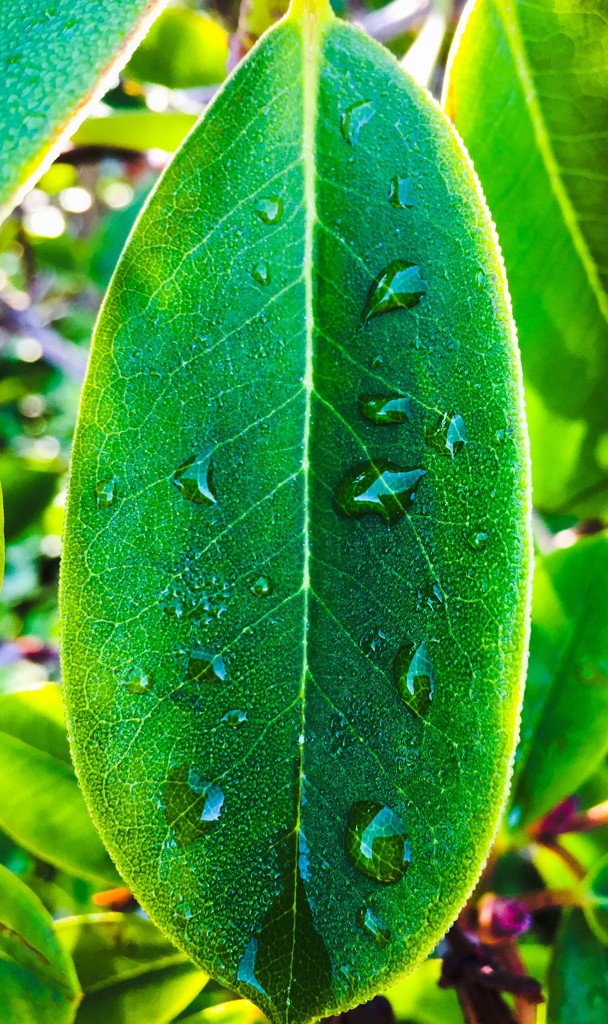 Raindrops On Leaf by clay88
