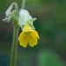  Cowslip by 365anne