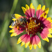 Bee on Firewheel by gaylewood