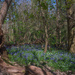 Bluebell Time of Year by fbailey
