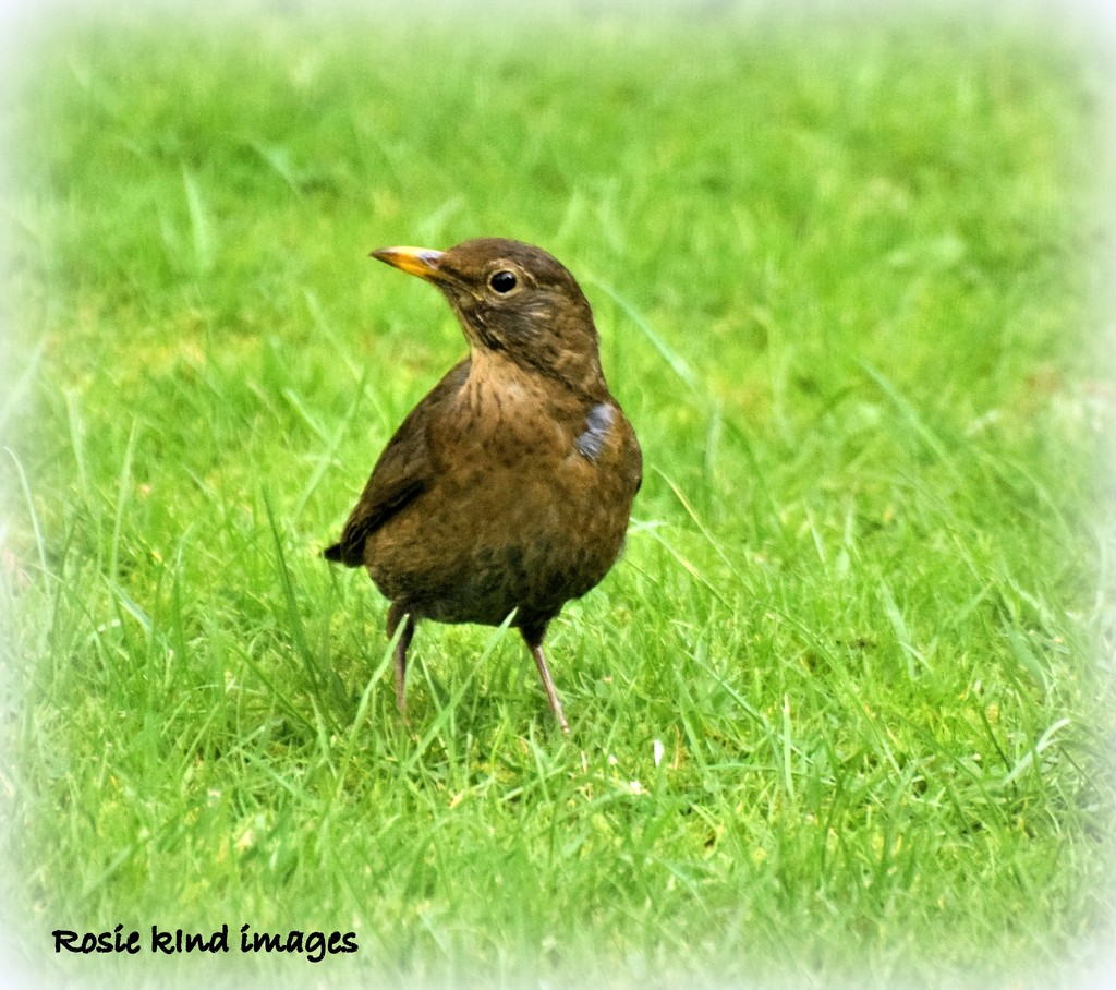 Mrs Blackbird by rosiekind