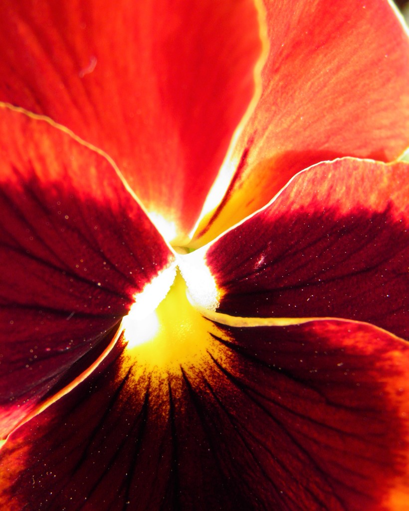 April 19: Pansy by daisymiller