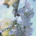 Serendipitous Double Blossom by 30pics4jackiesdiamond