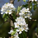 Apple Blossom  by susiemc