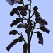 Foxglove Tree flowers by redandwhite