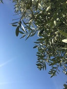 19th Apr 2018 - Under the Olive Tree
