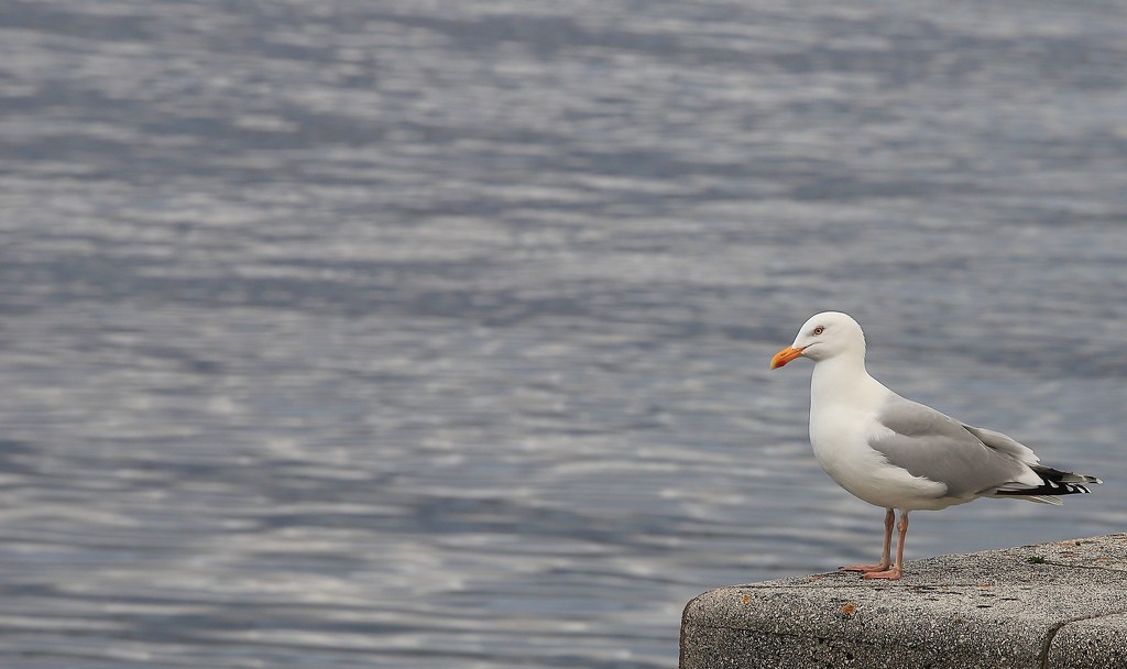 Herring Gull by lifeat60degrees