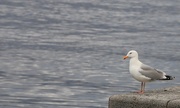 19th Apr 2018 - Herring Gull