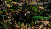 19th Apr 2018 - Wildflower on a woodland Floor