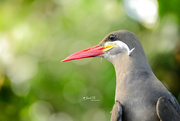 19th Apr 2018 - Inca Tern