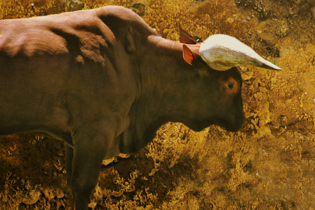 Ankole Bull by joysfocus