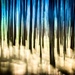 Walk in the Woods, Color, Enhanced on Purpose by darylo