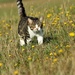 farm cat by wenbow