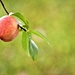 Peachy by kathyrose