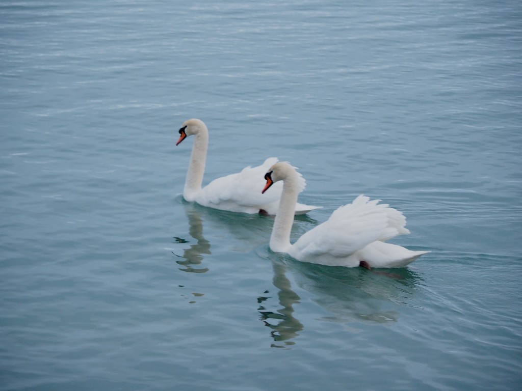 Double Swans by selkie
