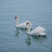 Double Swans by selkie