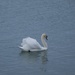 Single Swan by selkie