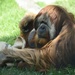 Orangutan Afternoon Rest by mamabec