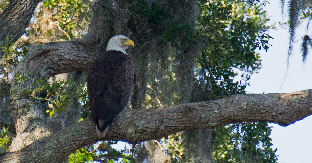 Bald Eagle Just Chillin! by rickster549