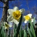 The Daffodils Have Bloomed! by olivetreeann