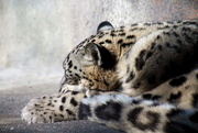20th Apr 2018 - Sleeping Snow Leopard