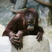 Thinking Orangutan by randy23