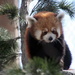  Red Panda by randy23