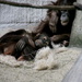 Tired  Orangutan by randy23