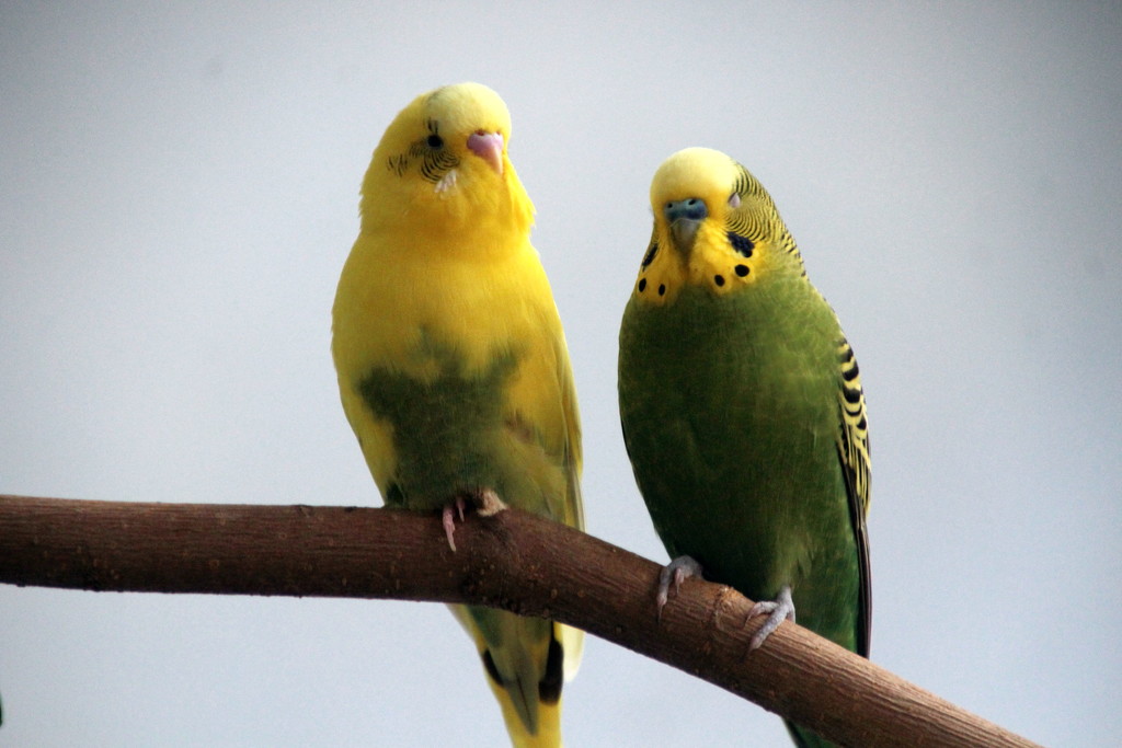  Parakeets by randy23
